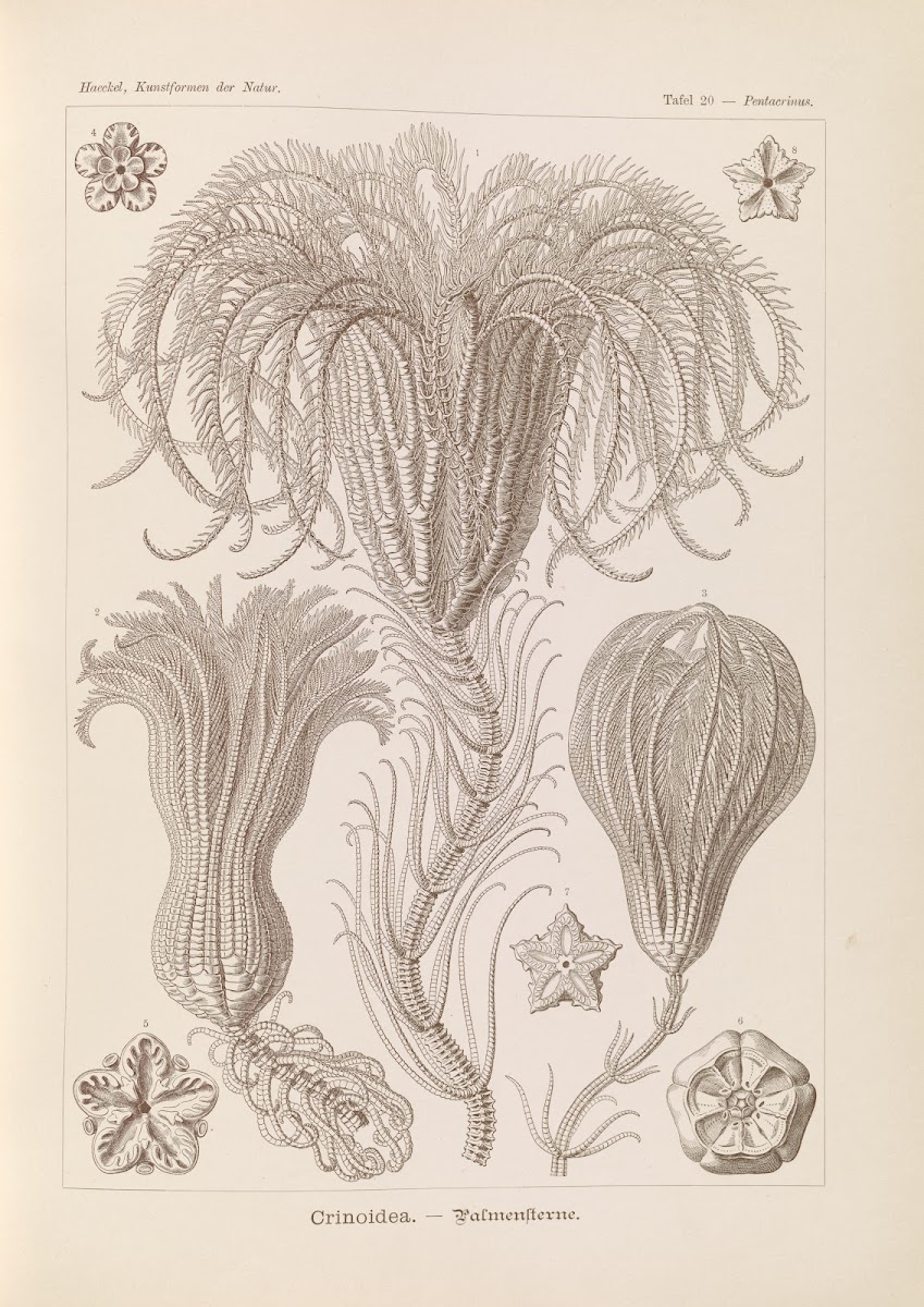 Crinoidea  Palmensterne 1904
