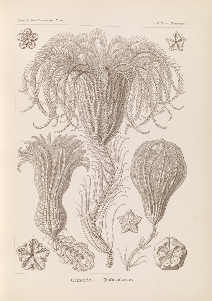 Crinoidea  Palmensterne 1904