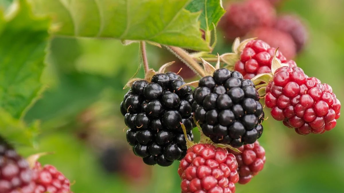 영양제 효능 비교 및 가족 연령대별 맞춤 추천 기준