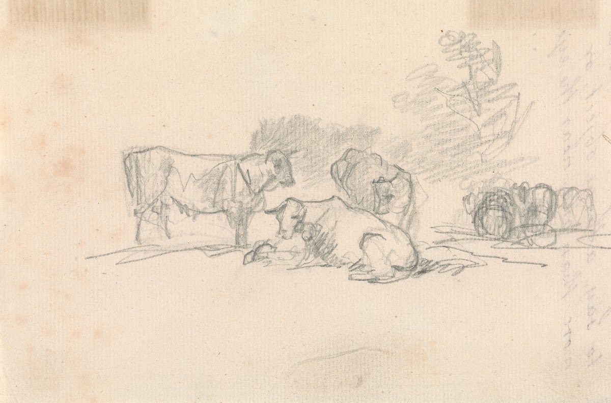 Sketch of Cattle