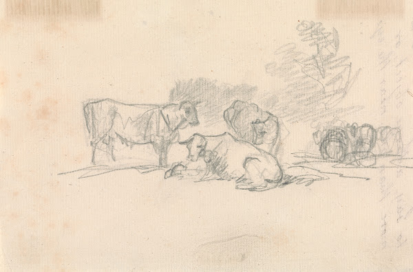 Sketch of Cattle