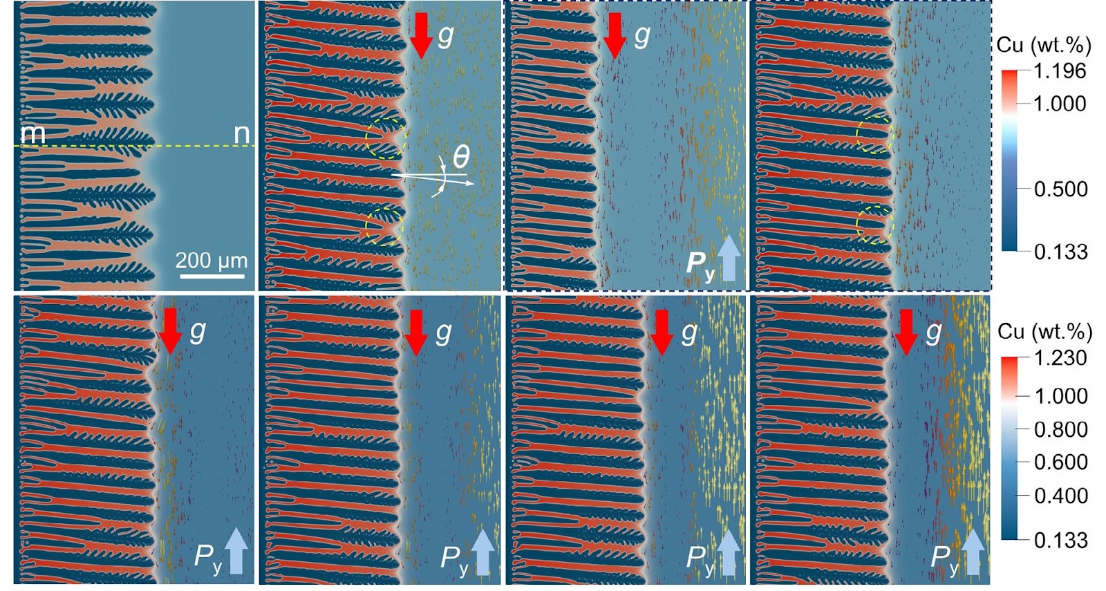 Effects of natural and forced convections on dendritic growth in thin-walled Al-Cu alloy by counter-gravity casting: A phase-field lattice-Boltzmann study