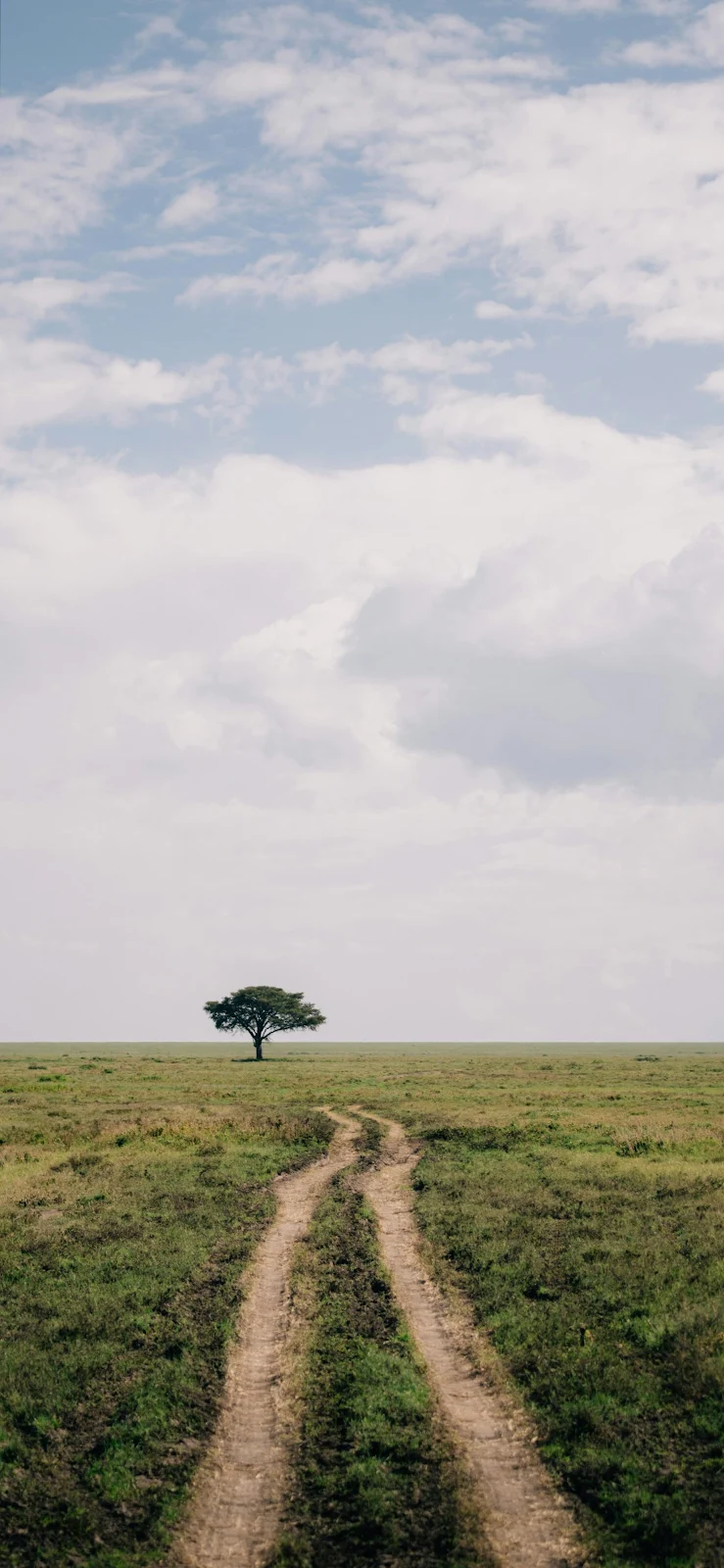 Lone Tree On Savanna Path - Nature Photography 2K iPhone Wallpaper (1839x3983)
