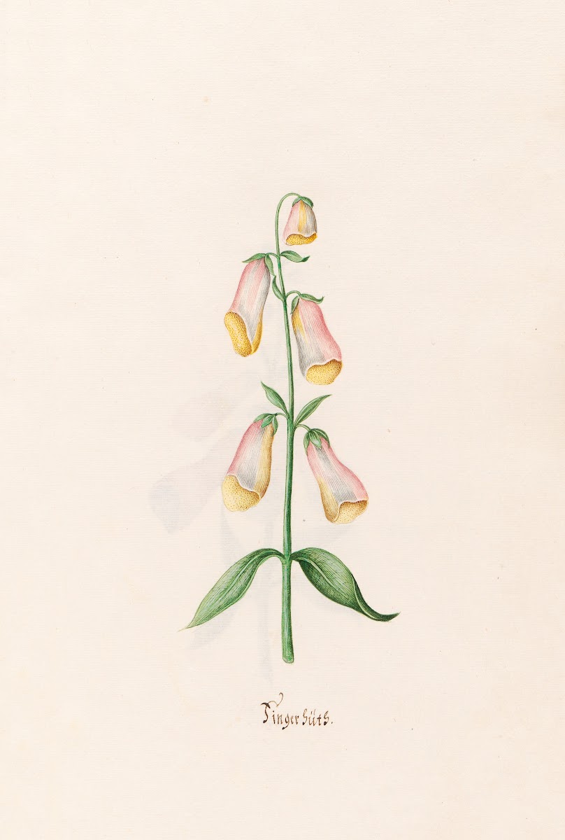 Fingerhüts 1692