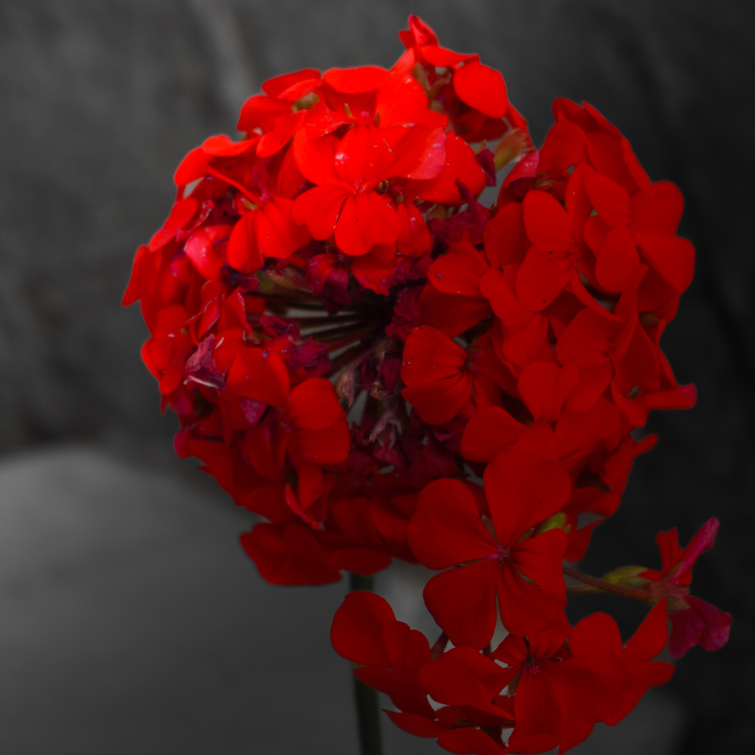Flores Rojas