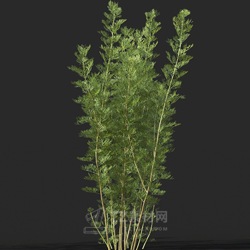 Maxtree - Plant Models Vol.60