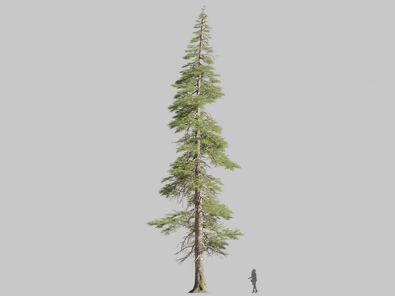 Maxtree - Plant Models Vol.126