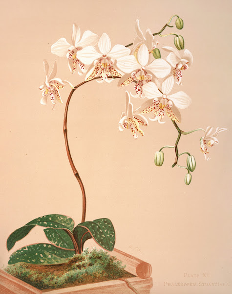 Phalenopsis Stuartiana 1885
