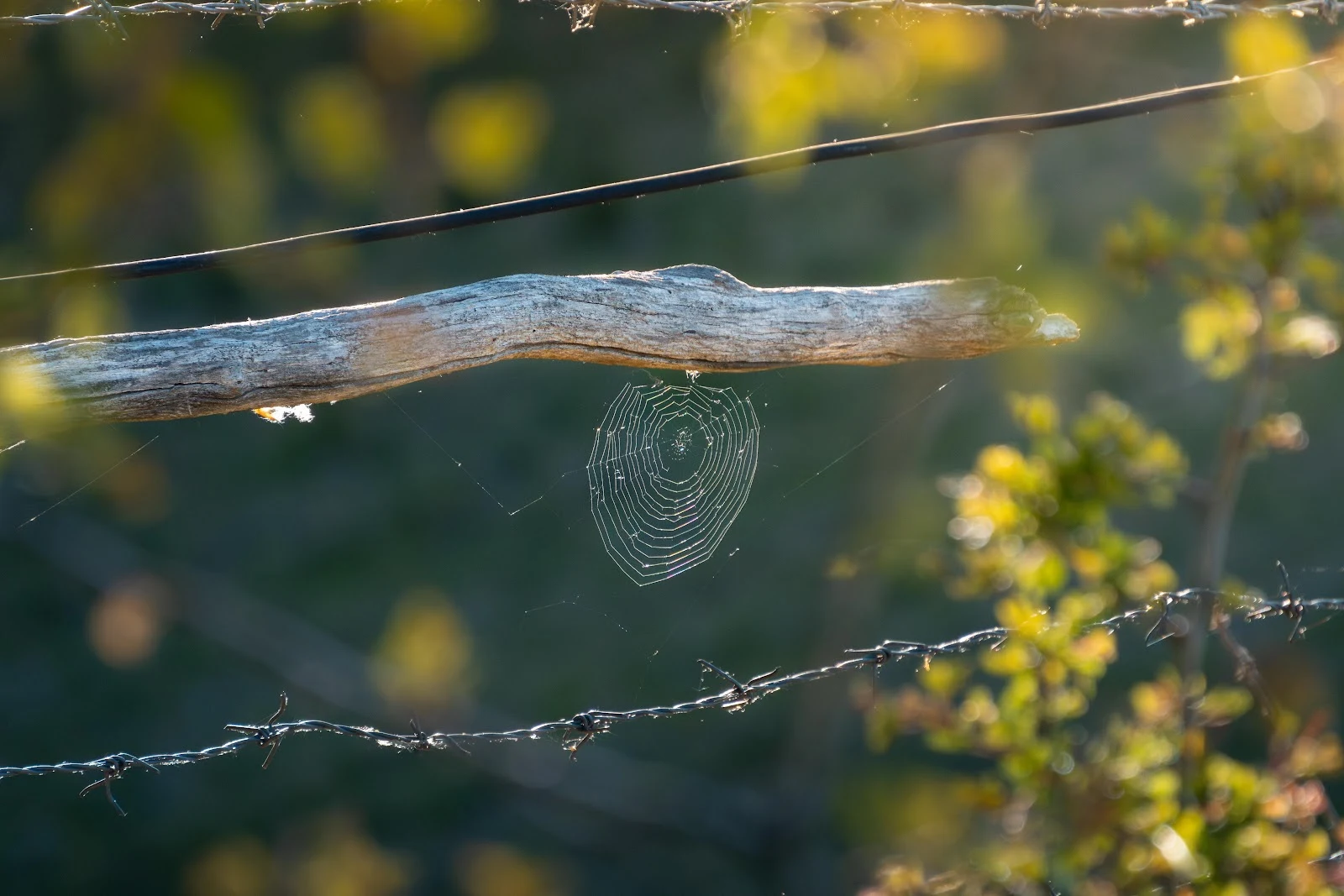 Spider Web on Rustic Fence - Nature Photography 5K Wallpaper (5775x3850)