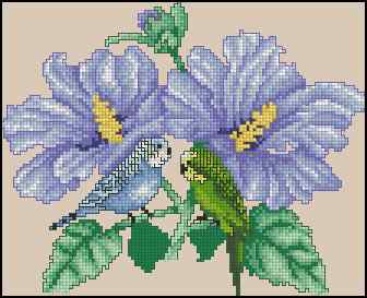 CMP 170391 Hibiscus