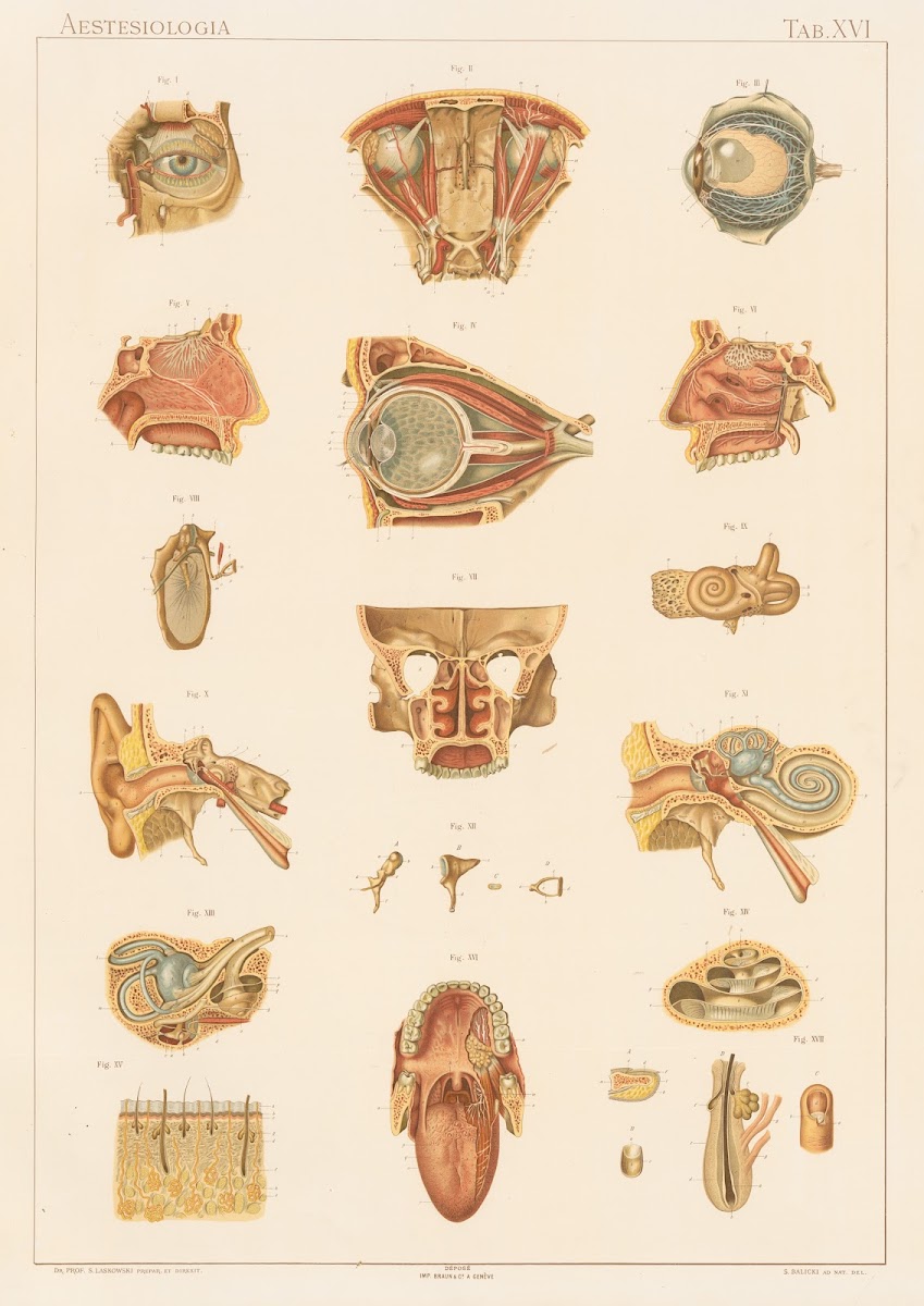 Anatomie normale du corps humain Pl18 1894