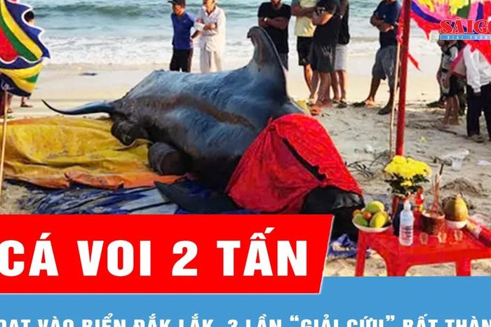 Cá voi 2 tấn dạt vào biển Đắk Lắk, 3 lần 'giải cứu' bất thành - Báo Sài Gòn Giải Phóng
