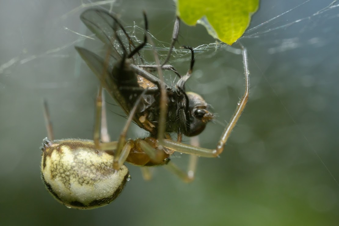 Neriene peltata