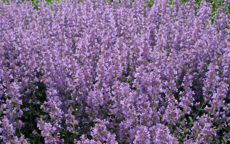 Nepeta x faassenii 'Six Hills Giant' in piena fioritura con api e farfalle in un giardino mediterraneo