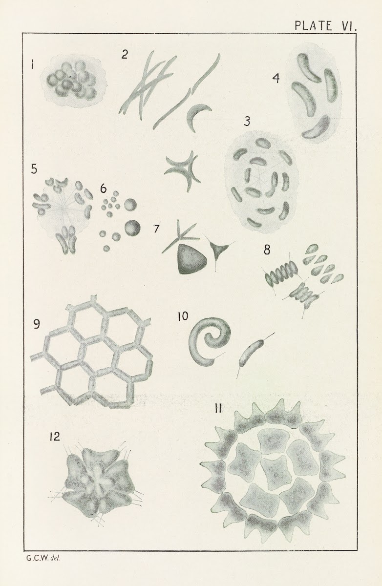 Plate VI Chlorophyceæ 1914