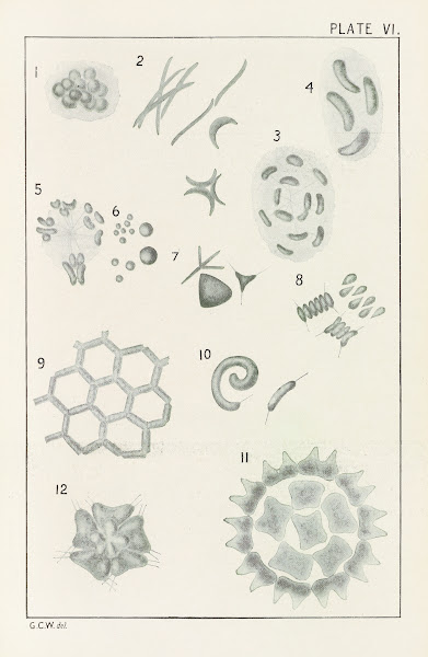 Plate VI Chlorophyceæ 1914