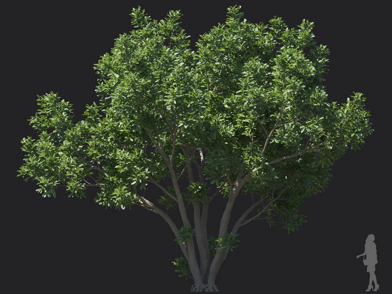 Maxtree - Plant Models Vol.121