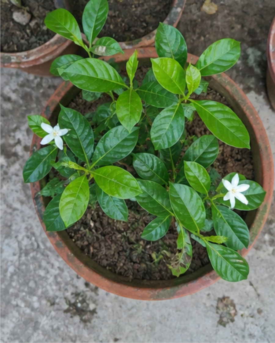 Gondhoraj Lemon Plant — view 3