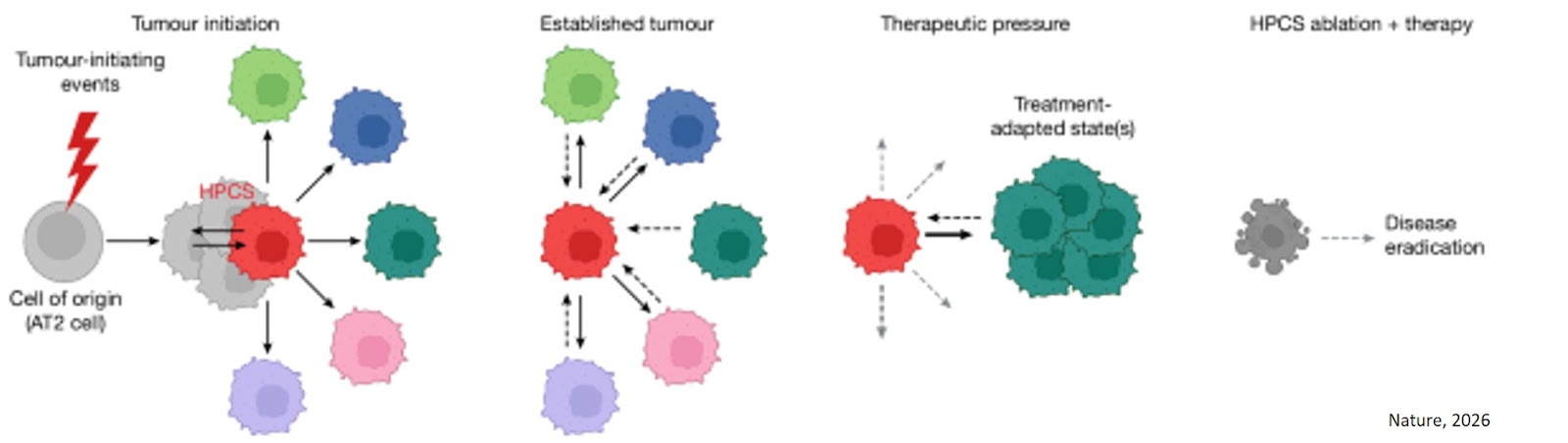 Small number of ‘highly plastic’ cancer cells drive disease progression and treatment resistance