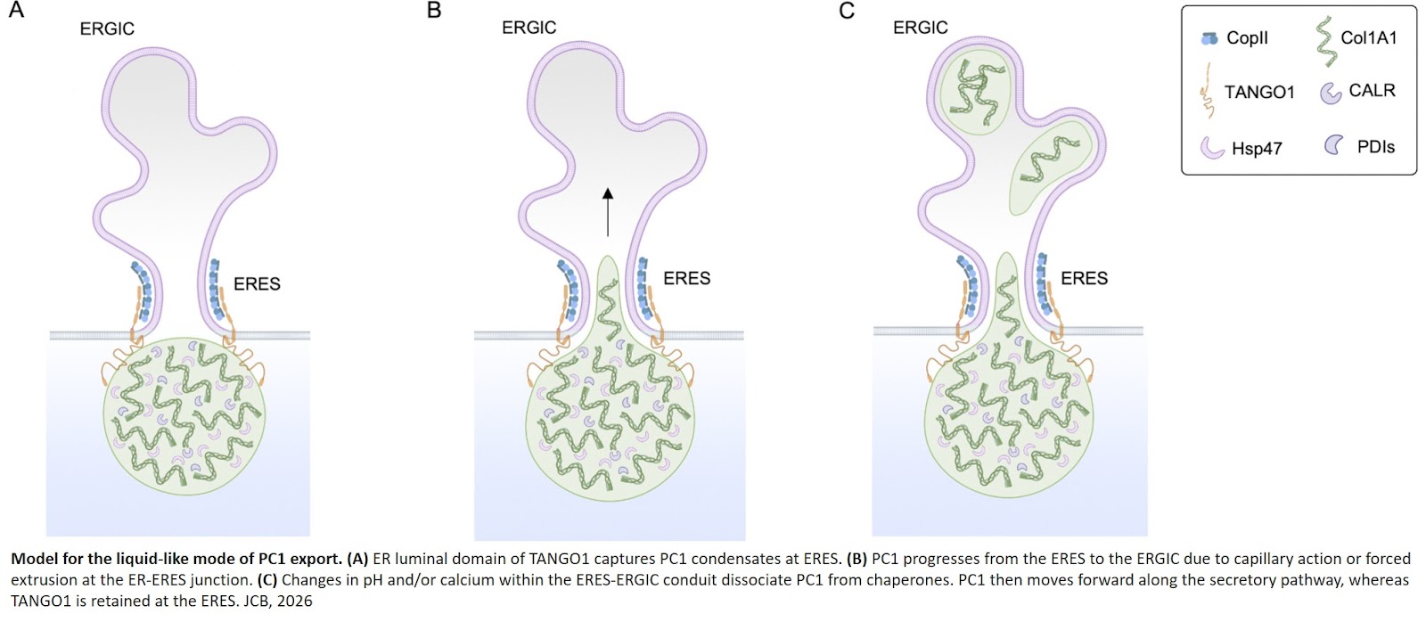 Procollagen 1 assembles into phase-separated condensates in the endoplasmic reticulum