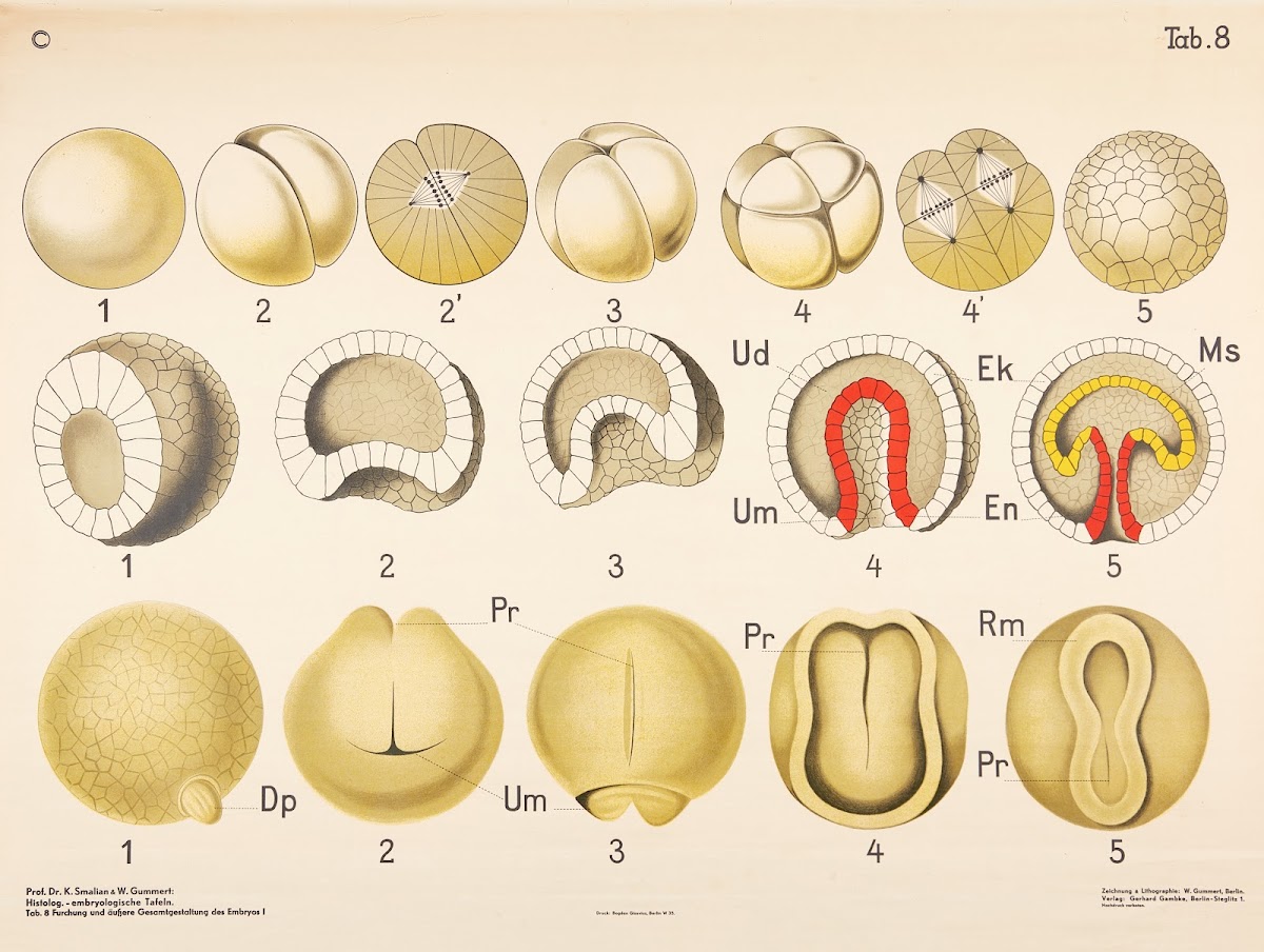 Cleavage and overall external appearance of the embryo 1928