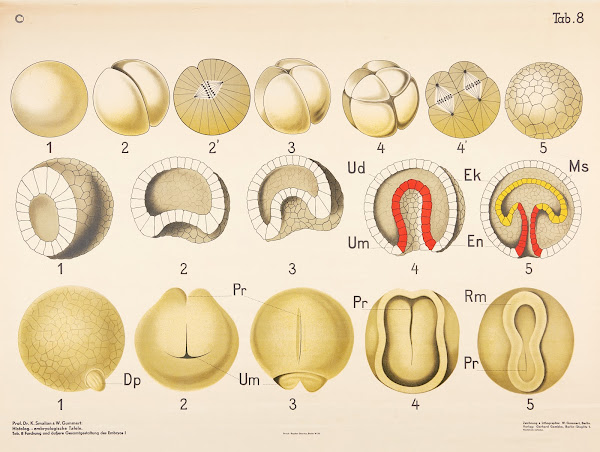 Cleavage and overall external appearance of the embryo 1928