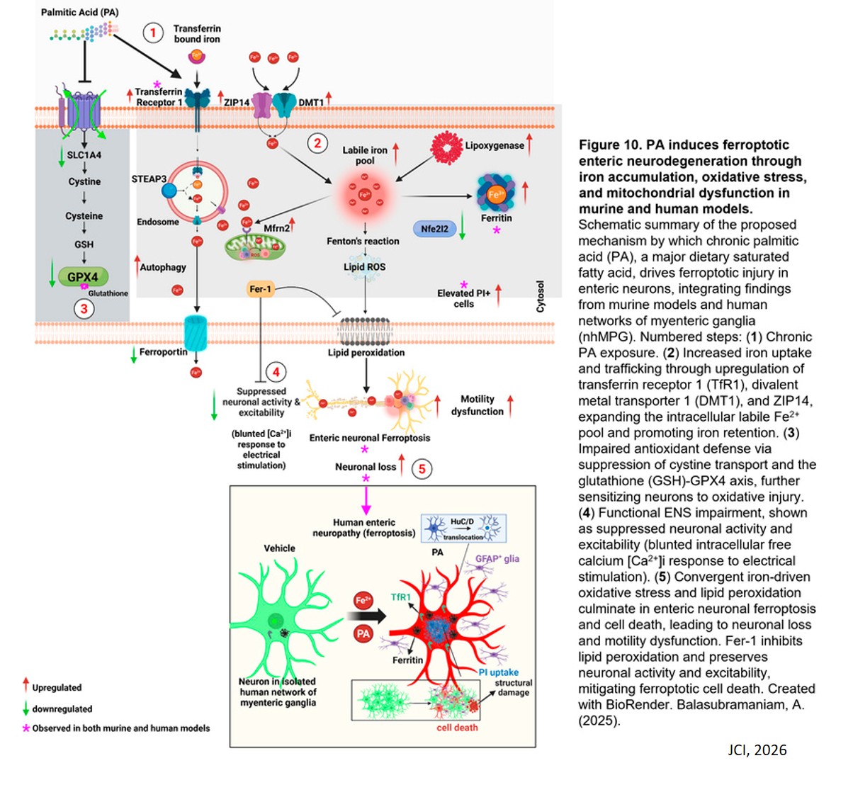 Western diet induces iron-dependent enteric neurodegeneration via ferroptosis