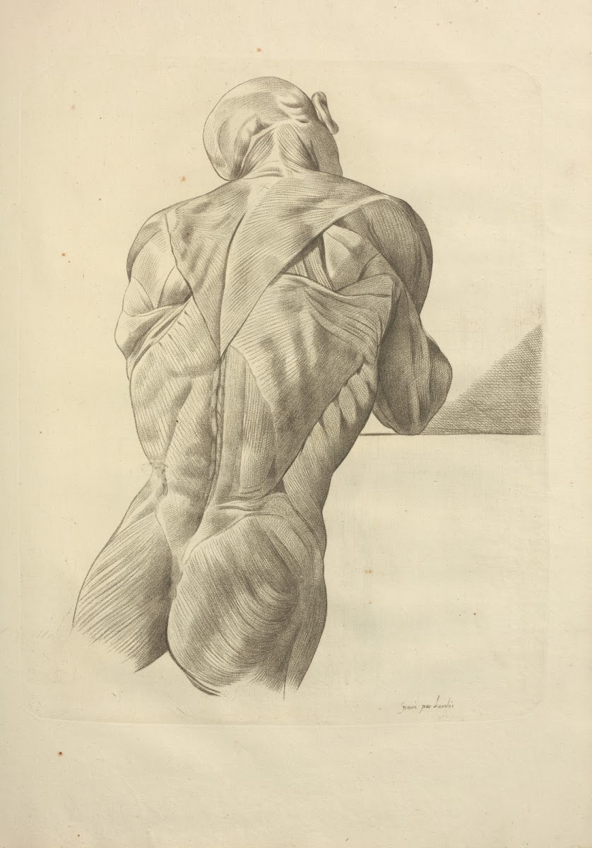 Nouveau Recueil Dosteologie Et De Myologie Dessine Dapres Nature Pl58 1779