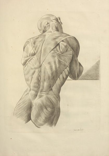 Nouveau Recueil Dosteologie Et De Myologie Dessine Dapres Nature Pl58 1779