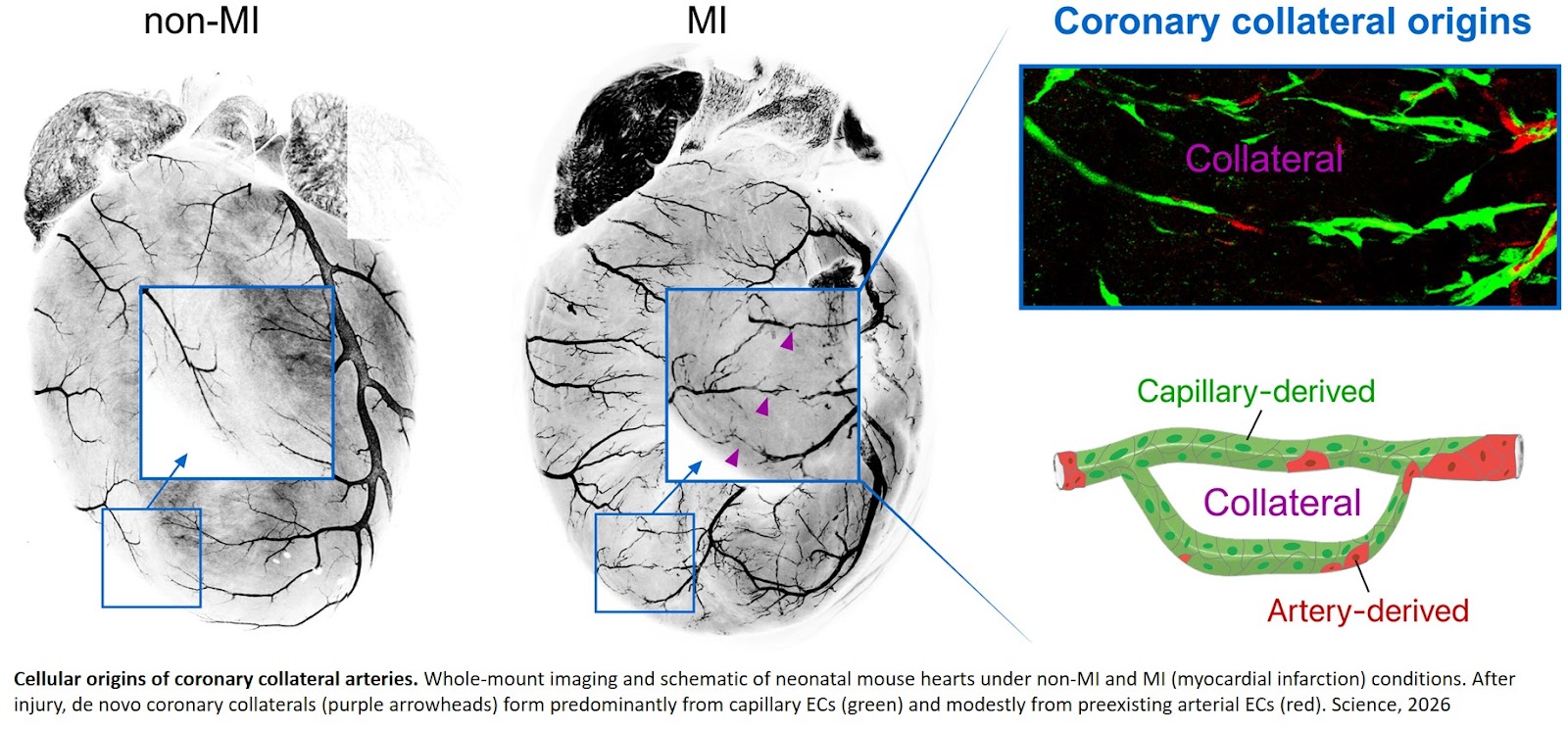 Capillaries and not arteries give rise to  backup blood vessels