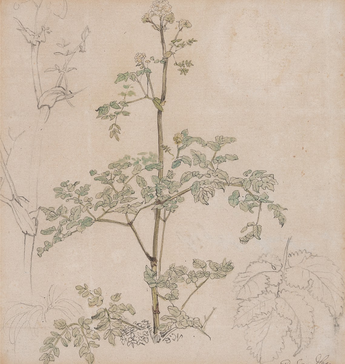 Study of Cow Parsley
