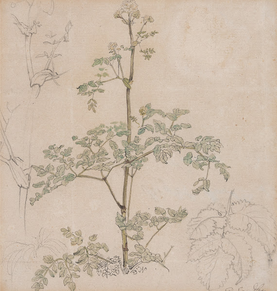 Study of Cow Parsley