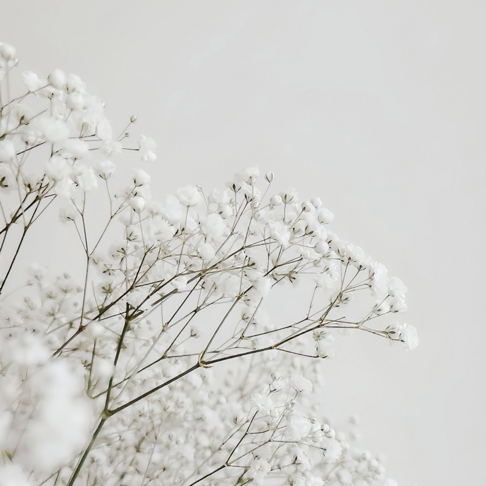 Download Delicate White Baby's Breath Flowers Full HD iPhone