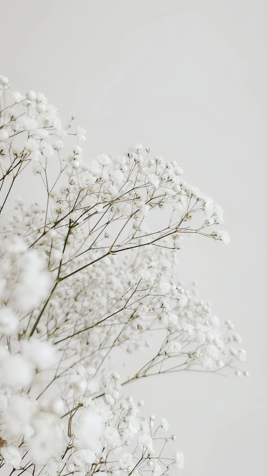 Delicate White Baby's Breath Flowers - Minimalist Floral Photography Full HD iPhone Wallpaper (1286x2288)