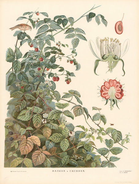 Raspberries and blackberries 1910