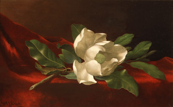 Magnolia c188595