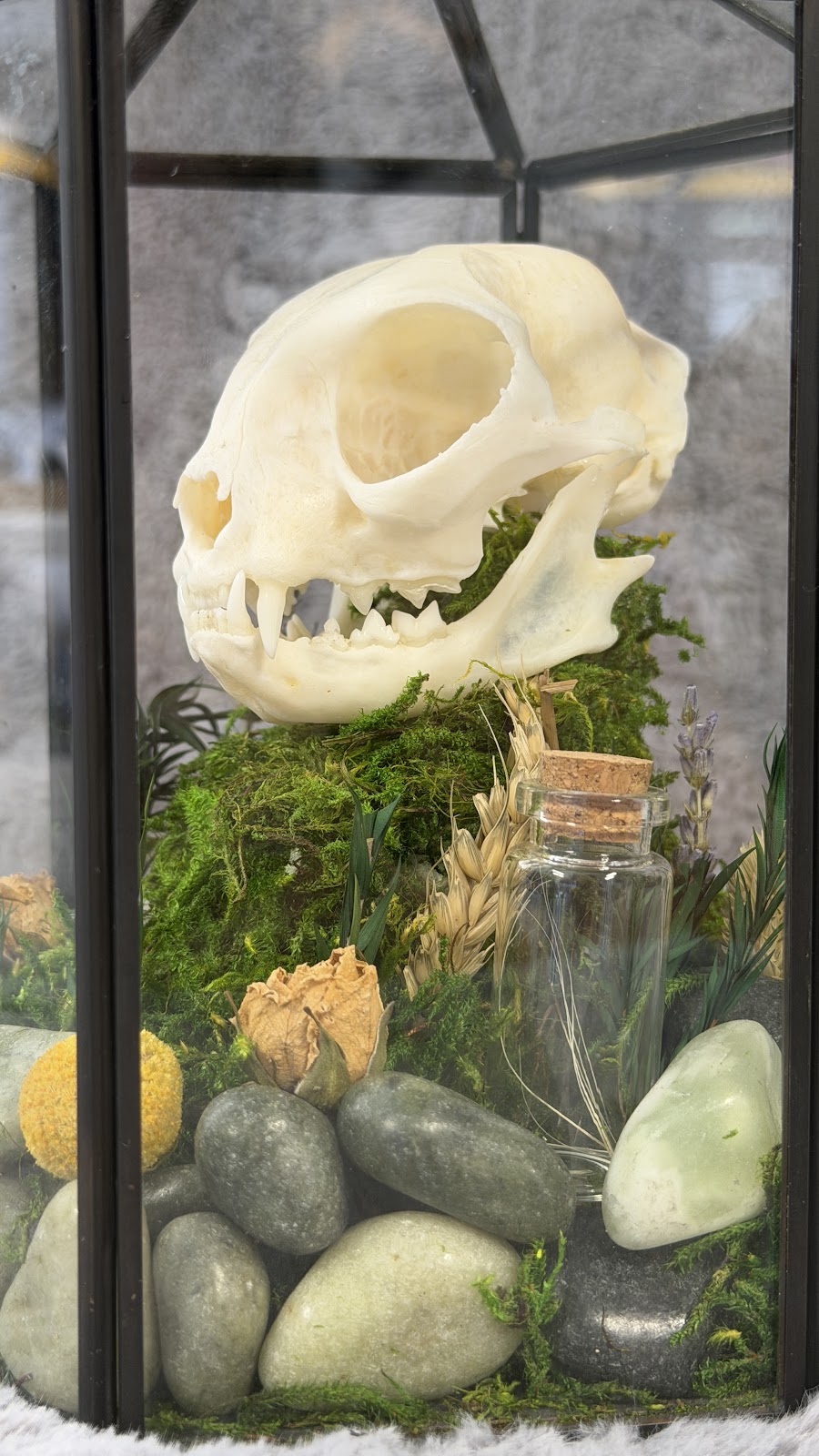Pet Skull Preservation 4