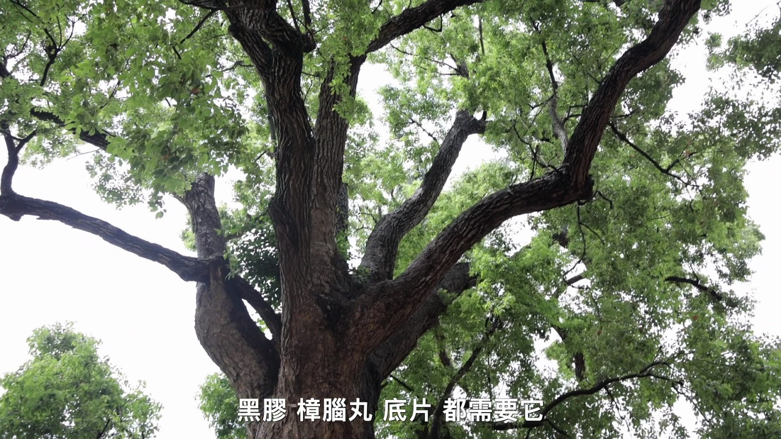 米可白台南老樹一日遊 screenshot 12