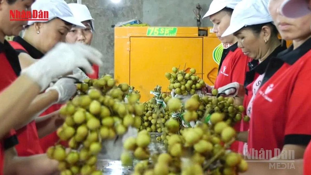 [Video] Gần 6,3 triệu cơ sở kinh tế tạo việc làm hơn 30 triệu lao động - Báo Nhân Dân