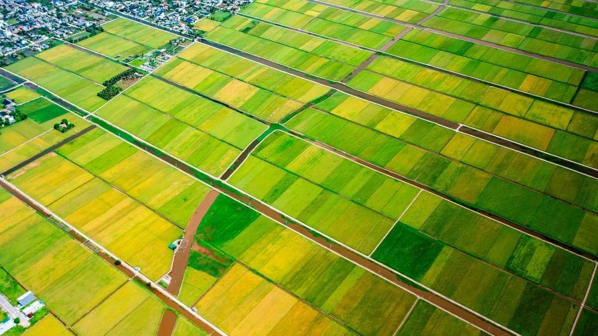 Mùa vàng rực rỡ bên tuyến đường ven biển Hưng Yên - Báo Tiền Phong