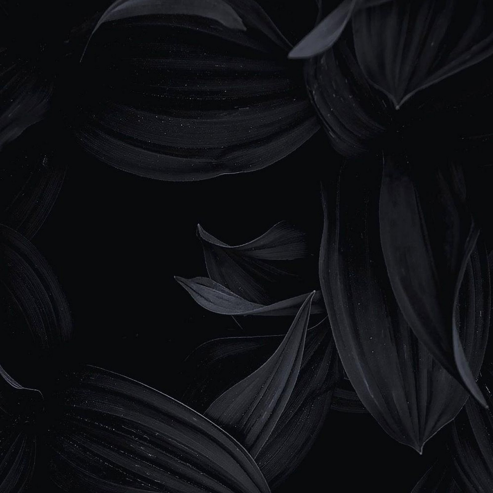 Download Deep Shadowed Plant Texture iPhone