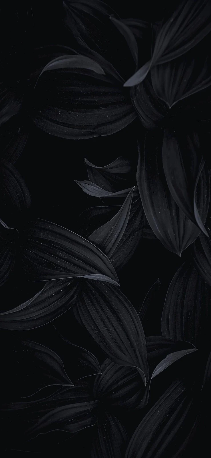 Deep Shadowed Plant Texture - Low-Key Botanical iPhone Wallpaper (998x2160)