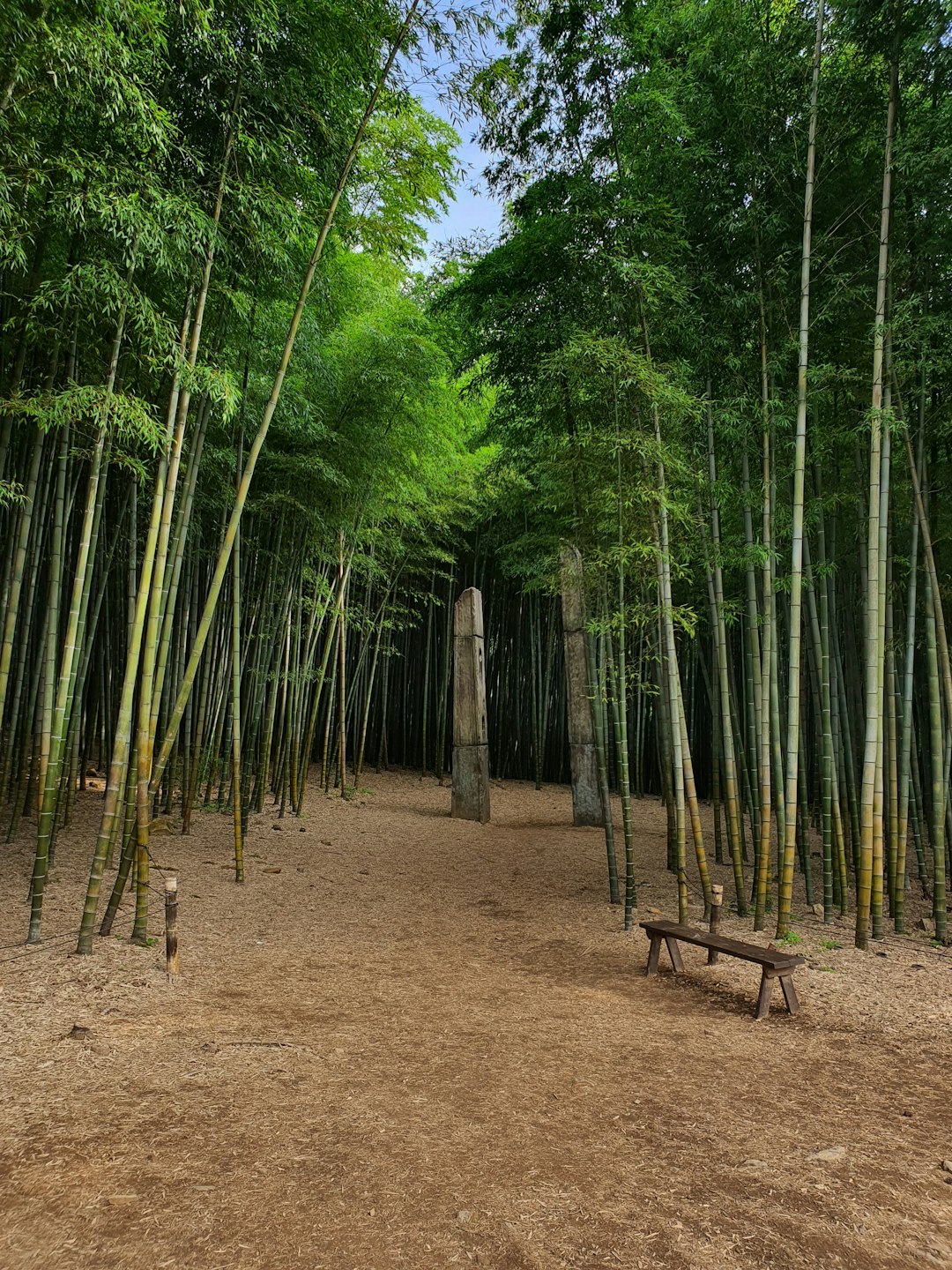 죽녹원, 단순한 대나무 숲이 아닌 이유