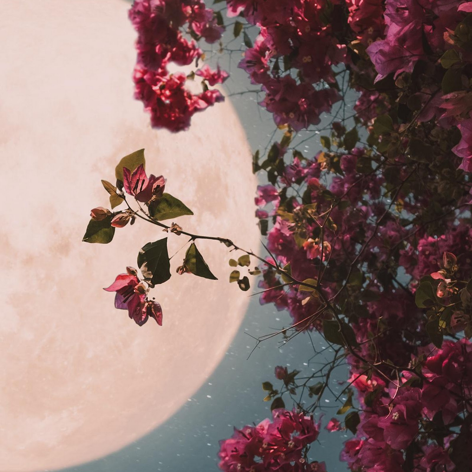Download Blooming Flowers Under Pale Moon Full HD iPhone