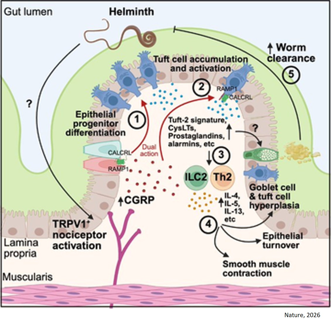 How gut pain-sensing neurons elicit immune response