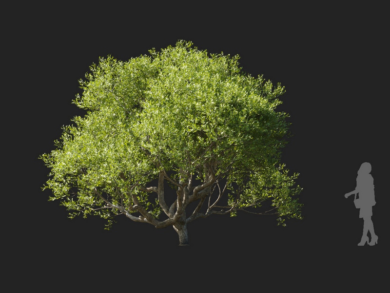 Maxtree - Plant Models Vol.127