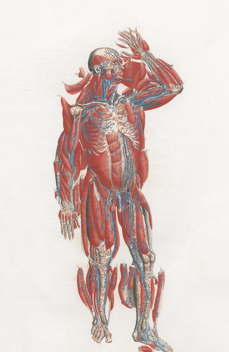 Anatomia Universale Pl19 1833