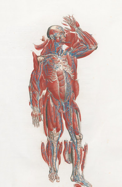 Anatomia Universale Pl19 1833