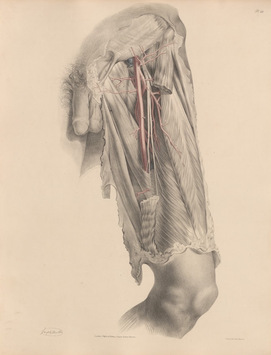 The Femoral artery and its branches 1844
