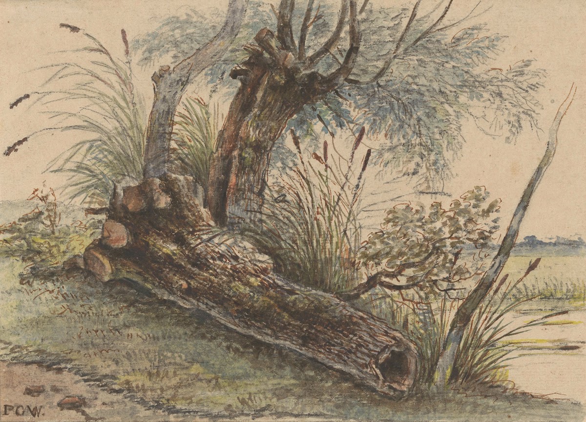 Boomstronk in het riet 1801   1873